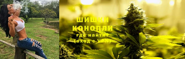 сатива Алзамай