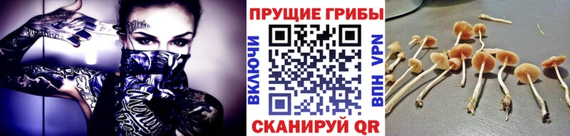Купить закладки  Терек  Псилоцибиновые грибы Cubensis 